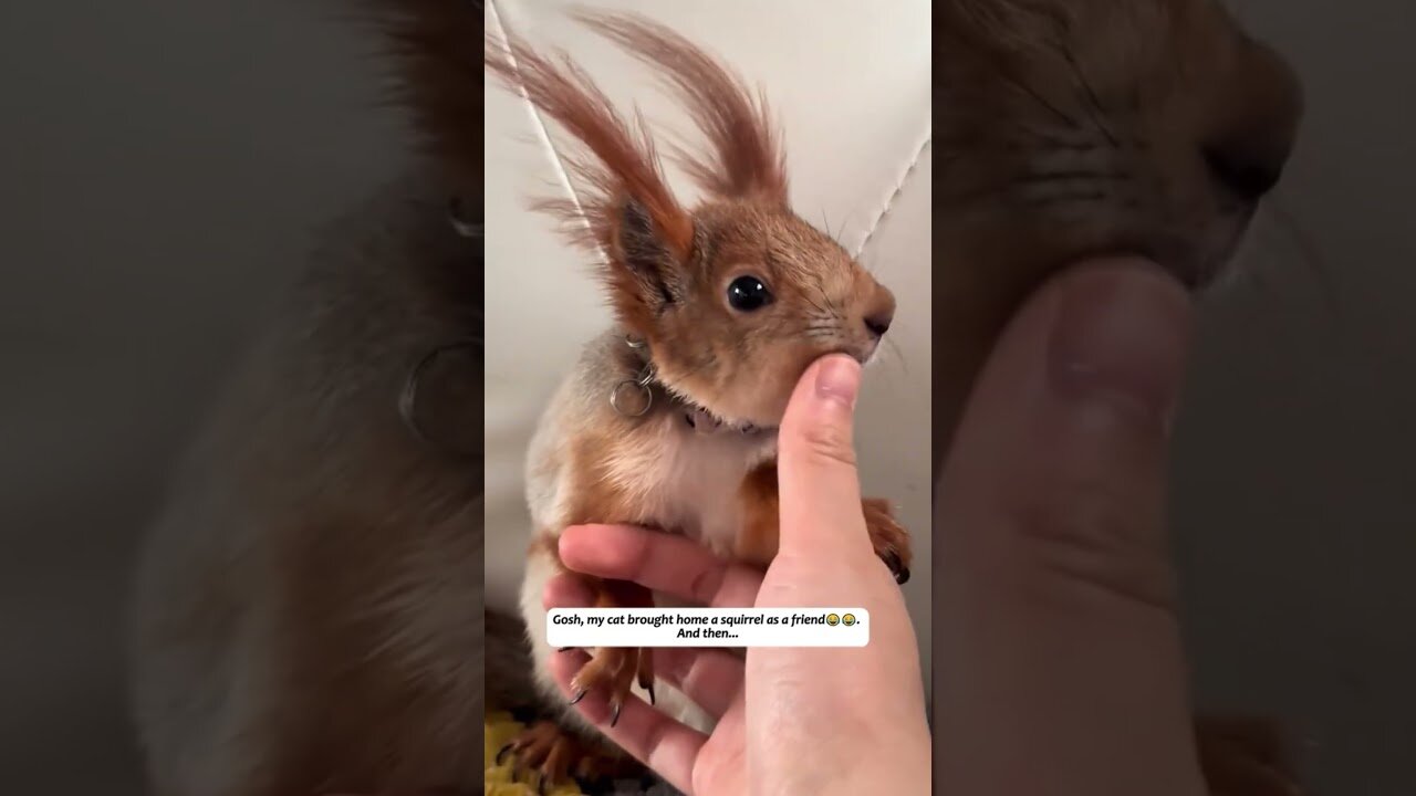 The cat brought home a squirrel and she became his best friend