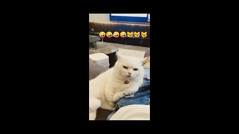 Funniest Grumpy Cat Moment Ever! 😂🐱..