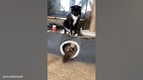 Funny cat video Try not a laugh cats