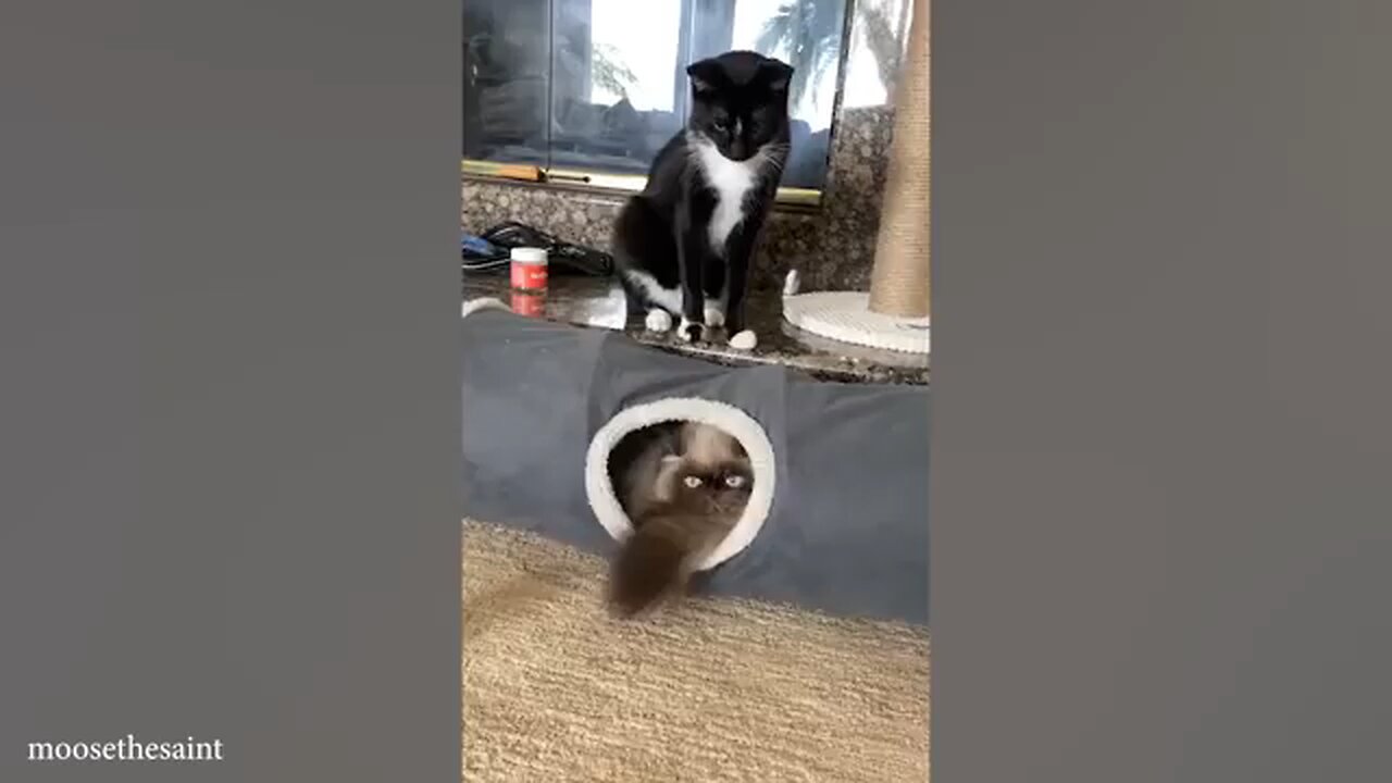 Funny cat video Try not a laugh cats