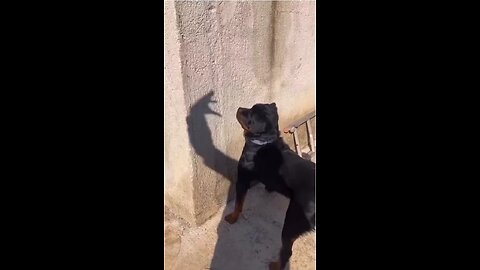 Funny animal videos