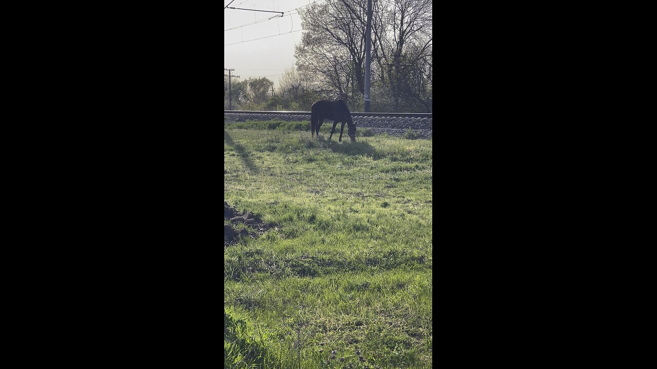 horse