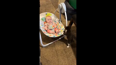 Kitten Tries to Play with Baby in Swing – So Cute!