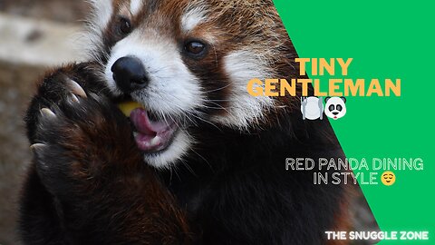 This Red Panda Eats Like a Tiny Gentleman 🍽️🐼 | Adorable Animal Clip