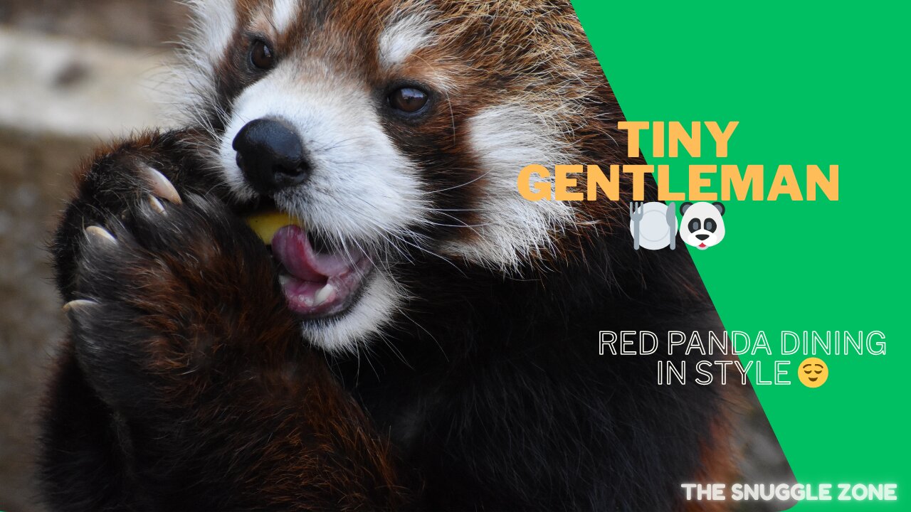 This Red Panda Eats Like a Tiny Gentleman 🍽️🐼 | Adorable Animal Clip