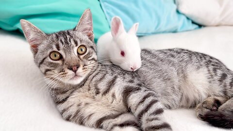 Funny Kitten tries to make friends with Tiny Bunnies