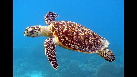 Color Turtle
