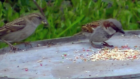 IECV NV #780 - House Sparrows Eating Seeds On The Old Wash Basin 4-1-2019