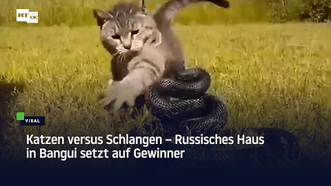 Katzen versus Schlangen – Russisches Haus in Bangui setzt auf Gewinner