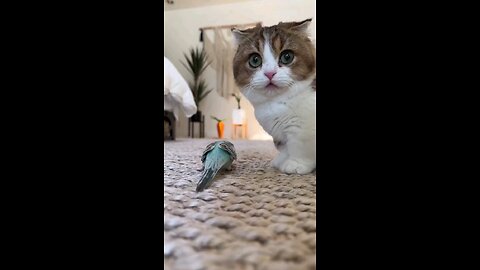cut pet cat