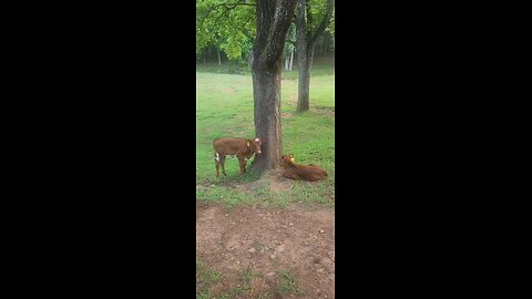 Shorthorn Plus heifers 2025.