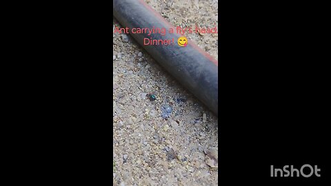 A ant's dinner