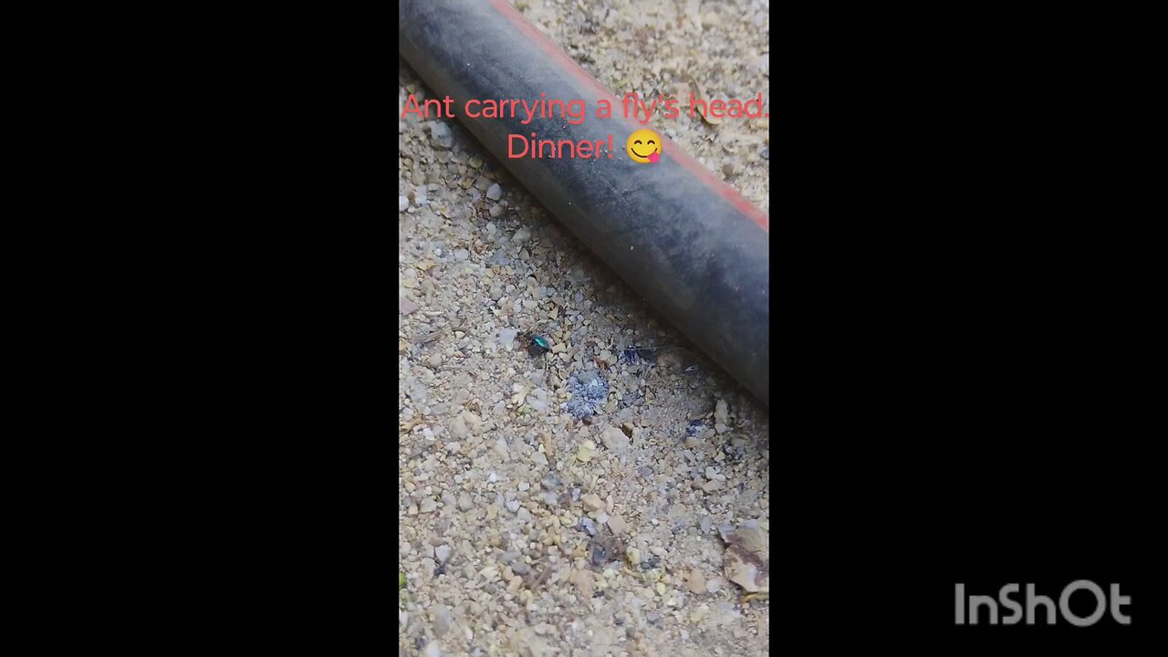 A ant's dinner