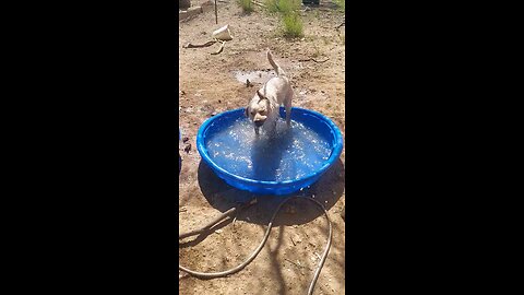 Tracie love his pool!