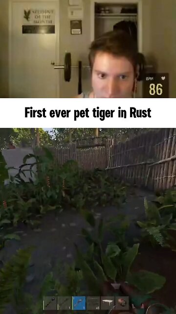 First pet tiger in Rust