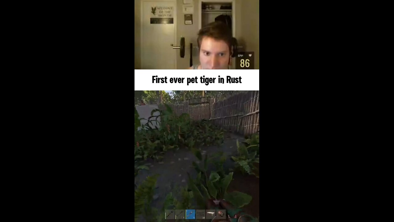 First pet tiger in Rust
