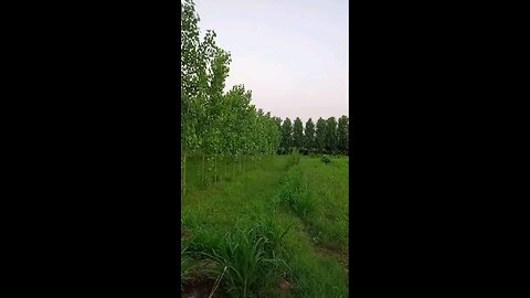 satisfying Video