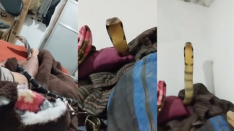 King Cobra Invades Bedroom in Spine-Chilling Encounter
