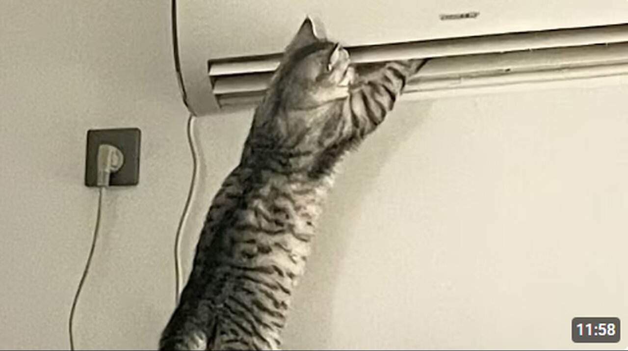 Cat with an Incredible Brain 😲 Funny Cat Videos 2025