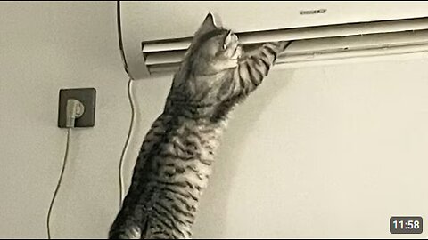 Cat with an Incredible Brain 😲 Funny Cat Videos 2025