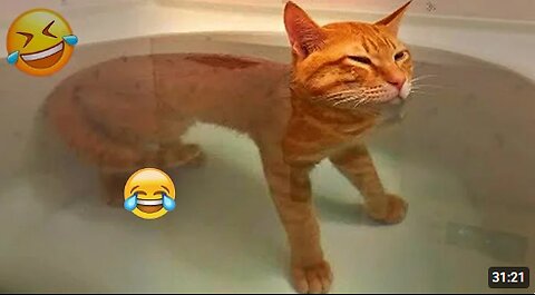 New Funny Cat and Dog Videos 😹🐶 Funniest Animals 🤣