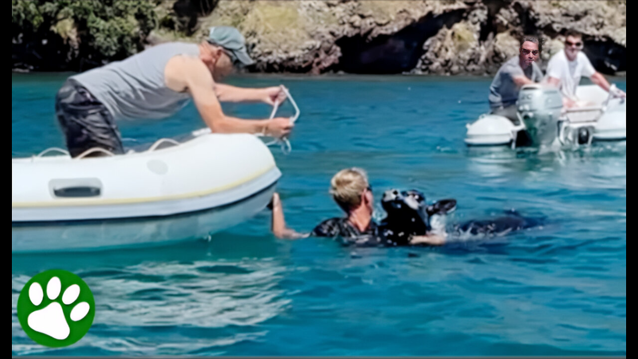 Stranger teem up to save strangded calf