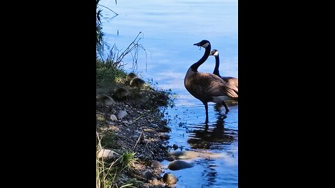 Geese Family