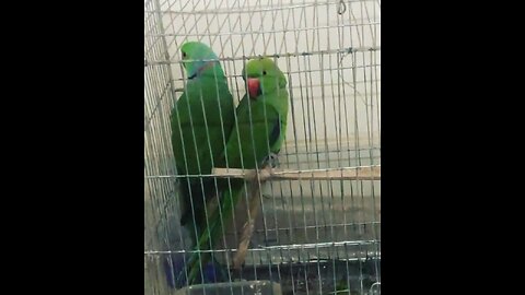My Parrots