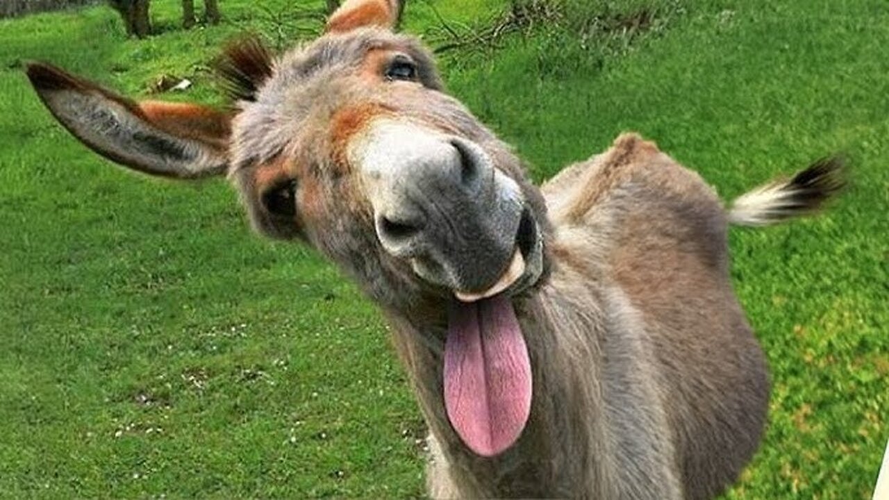 LAUGH