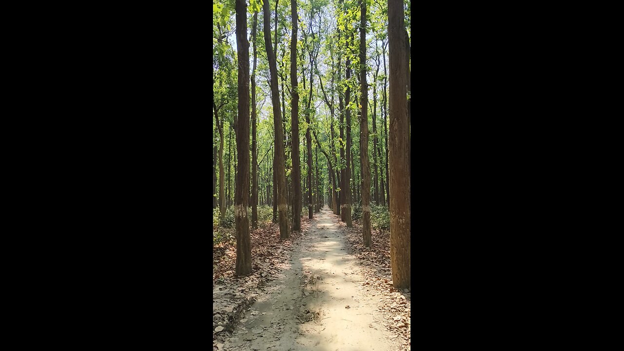 chauk jungle view