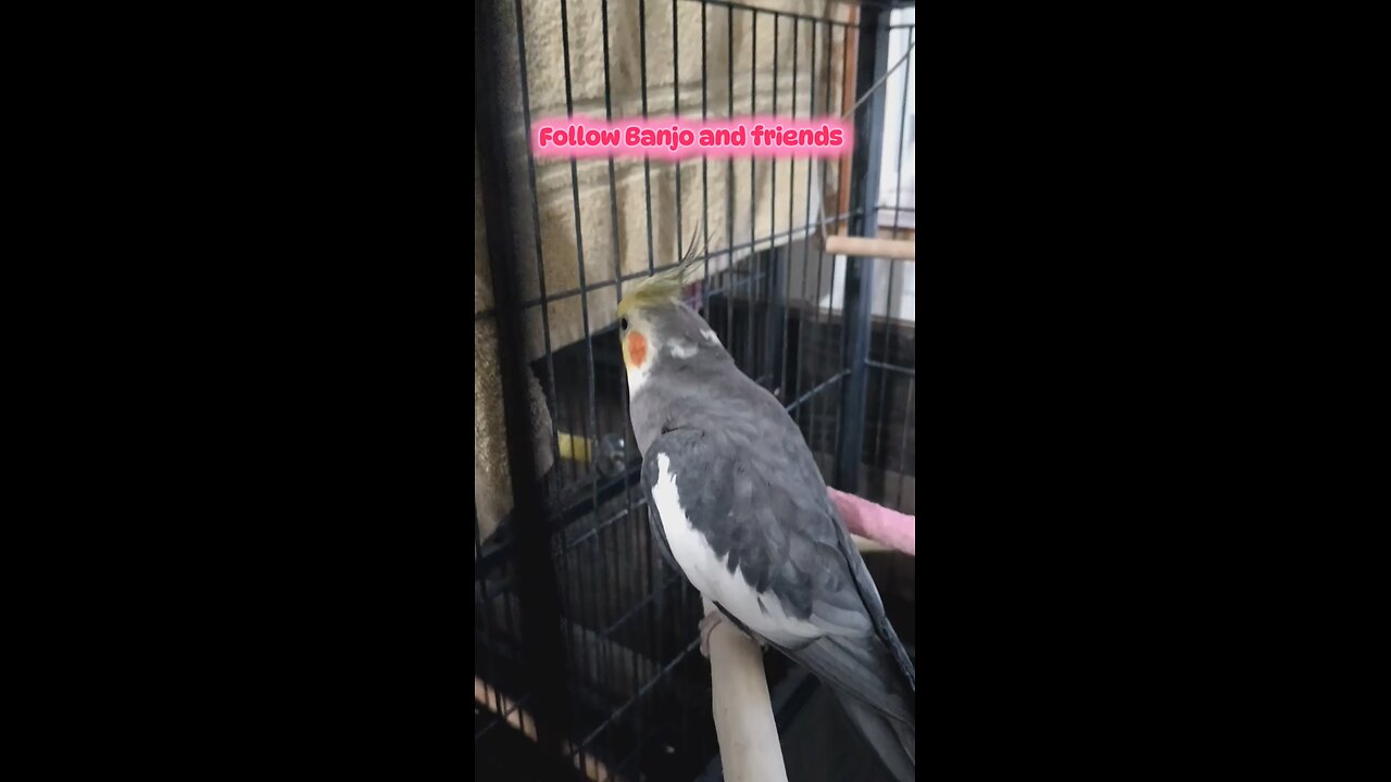banjo the talking cockatiel talks to Pikachu