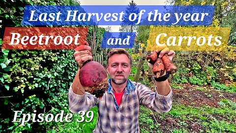 Beetroot and Carrot harvest. Last harvest of the year