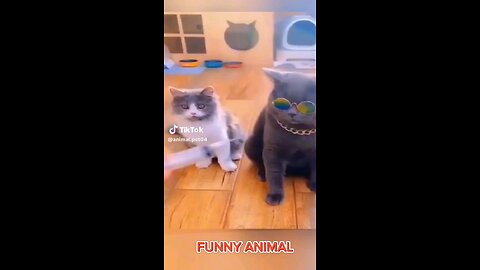 funny pets