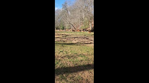 Flash Flood Update: Cattle Survive in Dahlonega, GA