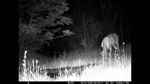 Deer Cam....Buck 05-01-2025