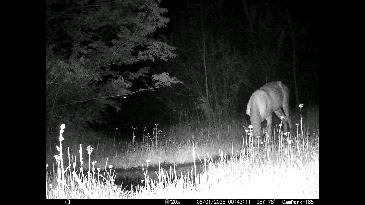 Deer Cam....Buck 05-01-2025