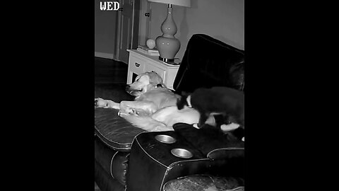 The way he makes room for the little kitten..🐕🐾🐈😍🙂#dogvideo #doglover
