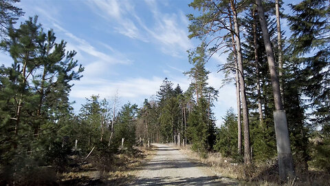 Enchanted Forest Stroll | A Nature Walk with Birdsong & Blue Skies