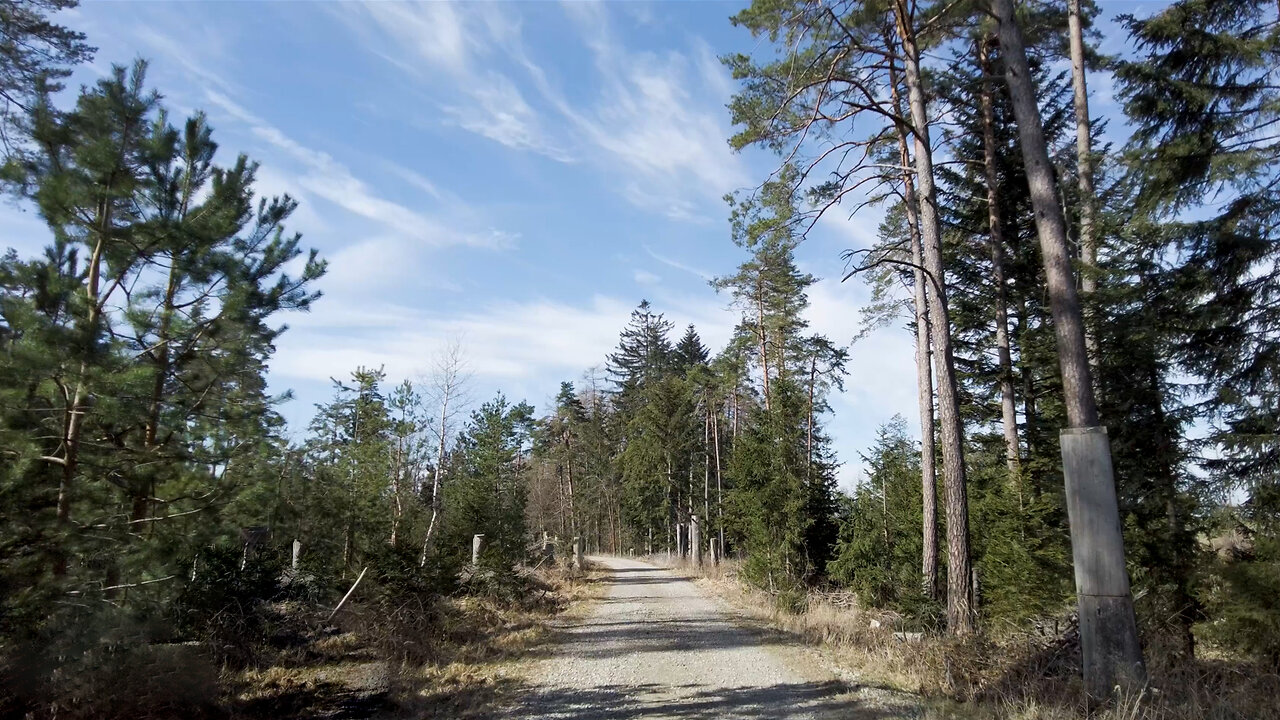 Enchanted Forest Stroll | A Nature Walk with Birdsong & Blue Skies
