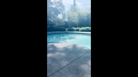 Silly doggo