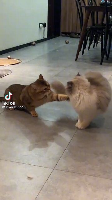 The WWC Cat fight