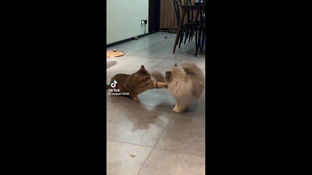 The WWC Cat fight