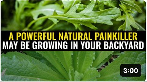 "Potent Natural Painkiller Potentially Growing in Your Backyard"