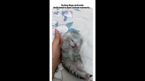 Funny Cats and Dogs vedio