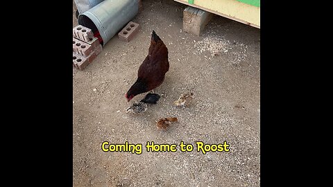 Coming Home to Roost