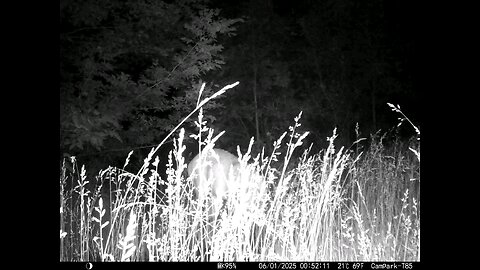 Deer Cam Big Buck Feeding In Tall Weeds Grass 06-01-2025 Game Camera Trail Camera