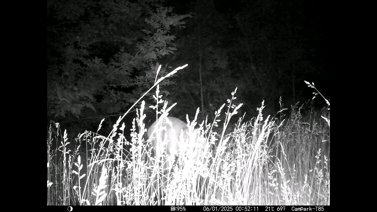 Deer Cam Big Buck Feeding In Tall Weeds Grass 06-01-2025 Game Camera Trail Camera