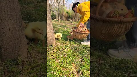 Picking up rabbits, cute pet debut plan, rabbit pastoral cute pet