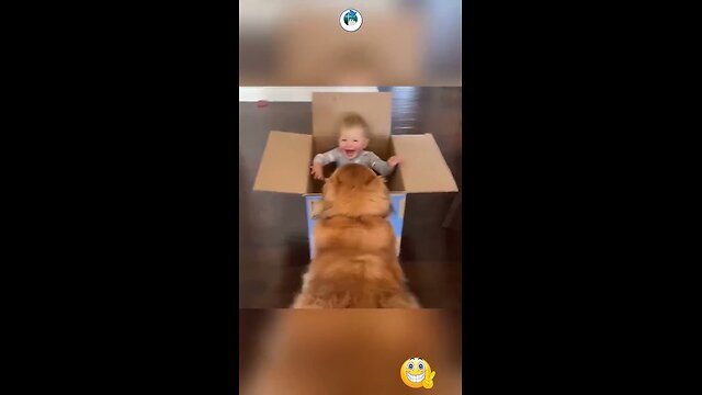 Cute dogs, funny cats and adorable babies