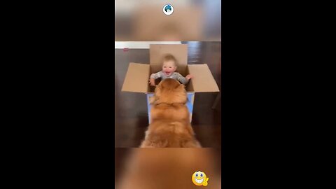 Cute dogs, funny cats and adorable babies